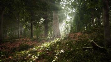 floresta árvores natureza verde madeira luz solar vista video
