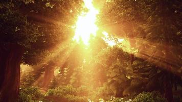 tecknad blommande grön skog på solnedgången video