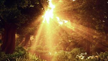 rayos de sol de dibujos animados que se transmiten a través de los árboles video