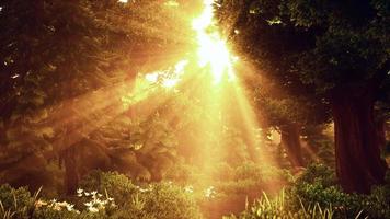 arbres forestiers boisés de dessin animé rétroéclairés par la lumière du soleil dorée video