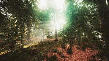 mystischer Wald am nebligen Morgen video