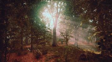 brouillard d'été dans la forêt video