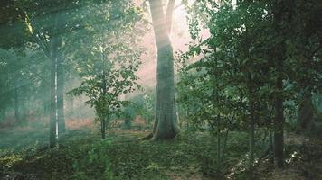 skogsträd natur grönt trä solljus vy video