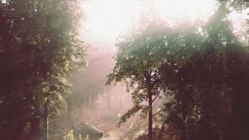 mystischer Wald am nebligen Morgen