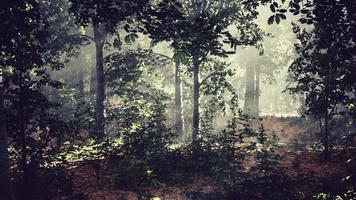 summer fog in the forest video
