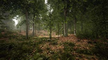 brouillard d'été dans la forêt video