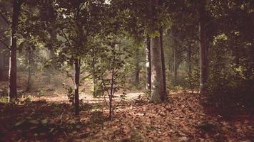 la lumière brille dans la nature video