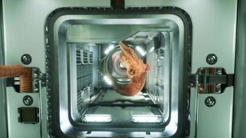 crânio de carneiro morto na estação espacial internacional video