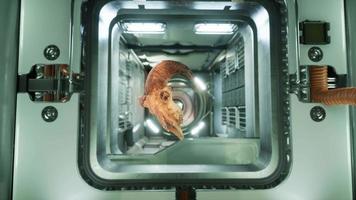 crânio de carneiro morto na estação espacial internacional