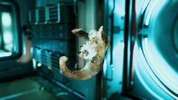 skull of dead ram in international space station video