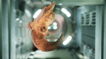 Schädel eines toten Widders in der internationalen Raumstation video
