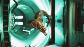 skull of dead ram in international space station video