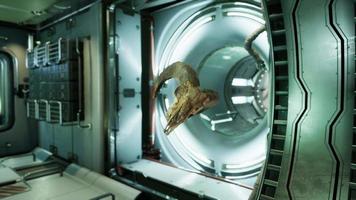 skull of dead ram in international space station video