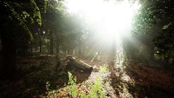 alberi forestali natura verde legno luce solare vista video