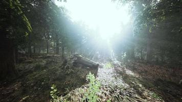 Mystical wood in the foggy morning video