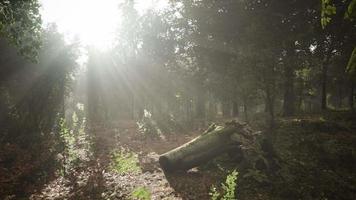 nebbia estiva nella foresta video