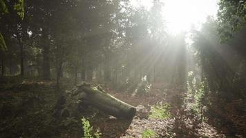 bosque árboles naturaleza verde madera luz del sol video