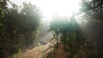 mystiek hout in de mistige ochtend video