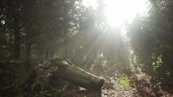 bosco mistico nella mattina nebbiosa video