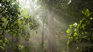 floresta árvores natureza verde madeira luz solar vista video