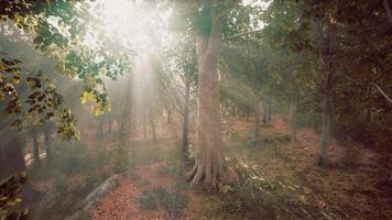 Mystical wood in the foggy morning video