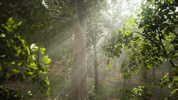 névoa de verão na floresta video