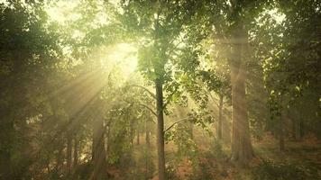 forest trees nature green wood sunlight view video