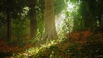 bos bomen natuur groen hout zonlicht uitzicht video