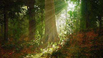 mystischer Wald am nebligen Morgen