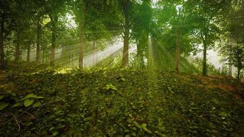 brouillard d'été dans la forêt video