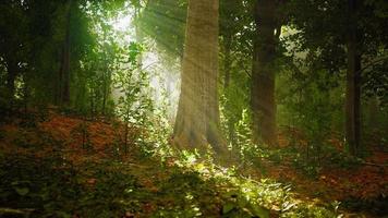 nebbia estiva nella foresta video