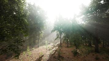 bosque árboles naturaleza verde madera luz del sol video