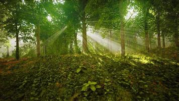 mystischer Wald am nebligen Morgen video