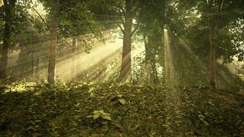 brouillard d'été dans la forêt video