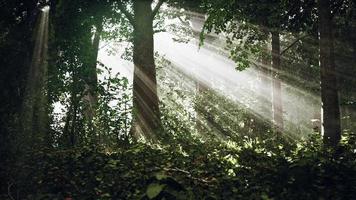 skogsträd natur grönt trä solljus vy video