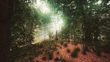 skogsträd natur grönt trä solljus vy video