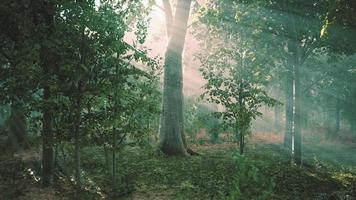 nebbia estiva nella foresta video