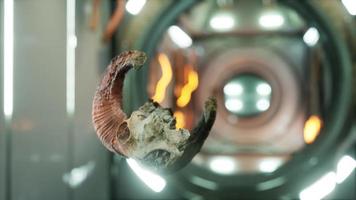cráneo de carnero muerto en la estación espacial internacional video
