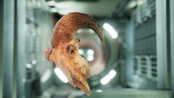 skull of dead ram in international space station video