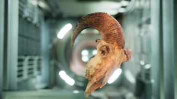 skull of dead ram in international space station video