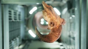 skull of dead ram in international space station video