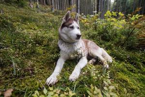 Siberian huky dog in forest outdoors, laika, wolfdog photo