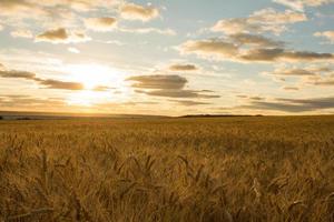 hermoso paisaje si verano campos de trigo foto