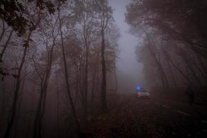 paisaje con parque otoñal nublado, muchos árboles en colores azules fríos foto