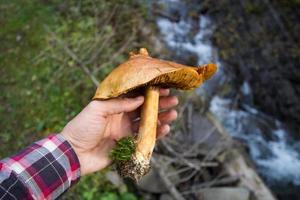 mushrooms in forest, autumn picturest of forest, woods background photo