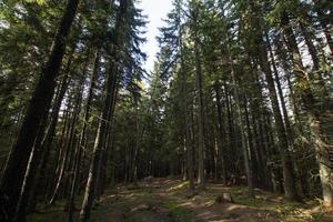 paisaje con montañas de otoño y bosque foto