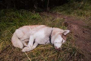 Siberian huky dog in forest outdoors, laika, wolfdog photo