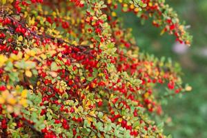 Autumn colorful bush with green and yellow leaves and redberrys photo