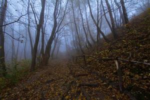 paisaje con parque otoñal nublado, muchos árboles en colores azules fríos foto