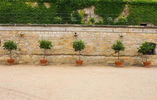 outdoors decorations in park with treess in big pots against rustic stone wall photo